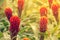 Colorful Bromeliad flowers