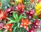 Colorful of Bromeliad garden, Beautiful Bromeliad