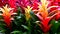 Colorful bromeliads