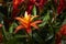 Colorful Bromeliads plants in bloom