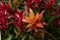 Colorful Bromeliads plants in bloom
