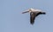 Colorful Brown Pelican Flying in a blue sky Wings Down