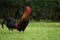 Colorful brown rooster