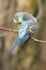 Colorful budgerigar