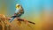 Colorful Budgerigar Perched On Branch - Hd Photograph