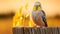 Colorful Budgerigar Perched On Fence In Sunset - Warm Tones Photography