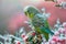 Colorful Budgerigar Perched on Flowering Branch with Soft Pink Blossoms in Ethereal Light