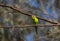 Colorful Budgerigar sitting on branch