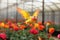 Colorful budgie bird flying in greenhouse. Generative ai