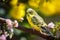 Colorful Budgie Budgerigar sitting on a flowery branch in the garden