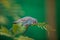 Colorful Budgies or Budgerigars parakeets