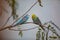 Colorful Budgies or Budgerigars parakeets