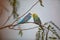 Colorful Budgies or Budgerigars parakeets