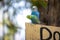 Colorful Budgies mating pair