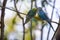 Colorful Budgies mating pair kissing