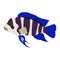 Colorful Bumphead Cichlid fish clip art