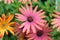 COLORFUL BUNCH OF GERBER DAISIES