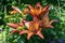 Colorful bunch of large lily flowers in orange and pink