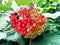 Colorful bunches of berries on a green tree