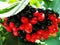 Colorful bunches of berries on the tree in summer in macro