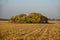 Colorful bush alone in the field in fall