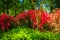 Colorful bushes at the National Arboretum in Washington, DC.