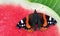 Colorful butterfly admiral sitting on a red ripe watermelon. close up