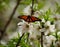 Colorful butterfly on almond tree