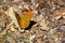 Colorful butterfly Argynnis paphia Linnaeus, 1758 on the thistle flower in Val d`Aveto natural park - Liguria - I