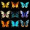Colorful Butterfly Collection On Black Background