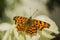 Colorful butterfly comma - close up