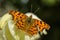 Colorful butterfly comma - Polygonia c-album