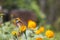 Colorful butterfly are drinking nectar and pollinating yellow-orange flowers in the midst of a flower garden. The beauty of nature