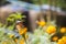 Colorful butterfly are drinking nectar and pollinating yellow-orange flowers in the midst of a flower garden. The beauty of nature