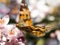 Colorful butterfly feeding on a pink flower