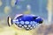 Colorful butterfly-fish in a aquarium