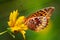 Colorful butterfly on flower