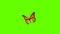 Colorful Butterfly Flying On Green Screen Matte Background 4k Animation Stock Footage. 3D Butterfly Stock Videos