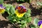 Colorful butterfly with fully open wings on top of bicolor Wild pansy or Viola tricolor small wild flowers with dark blue and