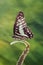 A Colorful Butterfly Graphium Doson