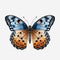 Colorful Butterfly Nature\\\'s Brushstroke