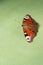 Colorful butterfly Nymphalidae Inachis io on gren background