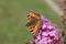 A colorful butterfly sits on the lilac