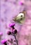 A colorful butterfly is standing on a piece of lavender.