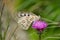 Colorful butterfly on the thistle flower in Val d`Aveto natural park - Italy