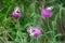 Colorful butterfly on the thistle flower in Val d`Aveto natural park - Italy