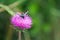 Colorful butterfly on the thistle flower in Val d`Aveto natural park - Liguria - Italy