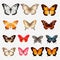 Colorful Butterfly Vector Collection: Hyper-realistic Animal Illustrations