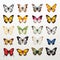 Colorful Butterfly Vector Set: Hyper-realistic Studies On Transparent Background
