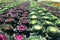 Colorful cabbage field in summer